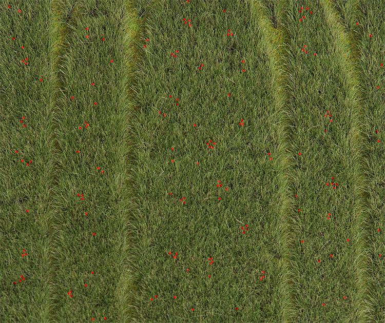 Premium Landscape - (field with poppies)