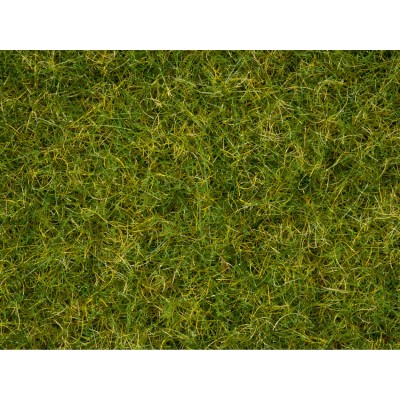 Master Grass Blend Summer Meadow, 2.5-6m